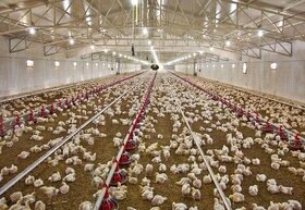 ۵۸ هزار تومان قیمت هر کیلو خرید مرغ حمایتی زنده درب واحد مرغداری