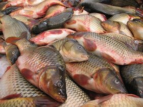 قیمت انواع ماهی ۱۰ اسفند ۱۴۰۲