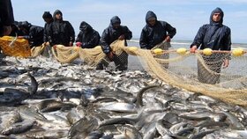 ۲۴ درصد افزایش صید انواع ماهیان استخوانی در گیلان