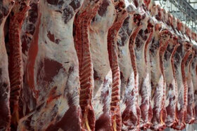 واردات روزانه ۶۰۰ تن گوشت گرم به کشور