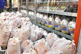 پتانسیل صادرات ۲۰۰ هزار تن مرغ تا پایان سال وجود دارد