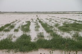 میزان خسارت سیل به کشاورزی سیستان و بلوچستان اعلام شد