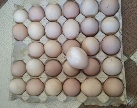 ۸ کارتن تخم مرغ رنگ شده کشف و توقیف شد