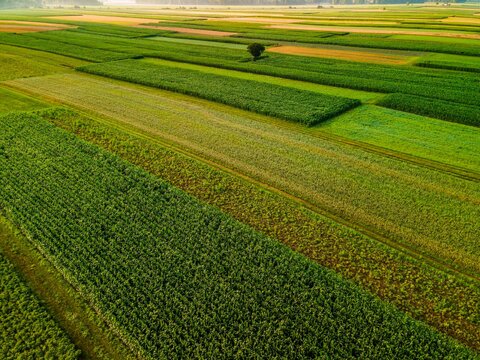 پیشرفت فیزیکی طرحها در اراضی کشاورزی واگذاری هر ۶ ماه یک بار بررسی میشود کشاورزی