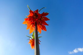 دشت لالههای واژگون دهاقان