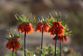 دشت لالههای واژگون دهاقان