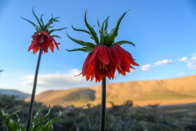 دشت لالههای واژگون دهاقان