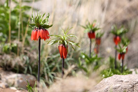 دشت لالههای واژگون دهاقان