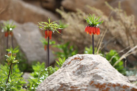 دشت لالههای واژگون دهاقان