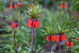 دشت لالههای واژگون دهاقان