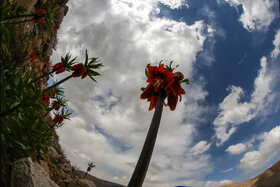 دشت لالههای واژگون دهاقان