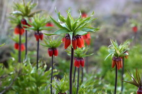 دشت لالههای واژگون دهاقان