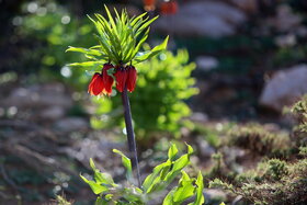 دشت لالههای واژگون دهاقان