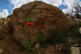 دشت لالههای واژگون دهاقان