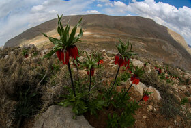 دشت لالههای واژگون دهاقان