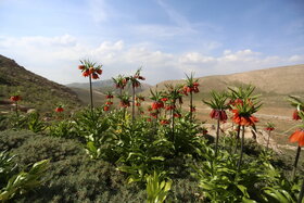 دشت لالههای واژگون دهاقان