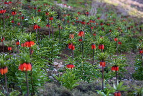 دشت لالههای واژگون دهاقان