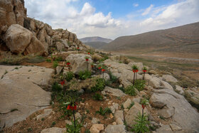 دشت لالههای واژگون دهاقان