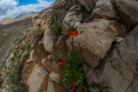 دشت لالههای واژگون دهاقان