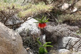 دشت لالههای واژگون دهاقان
