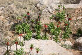 دشت لالههای واژگون دهاقان