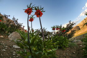 دشت لالههای واژگون دهاقان