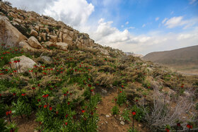 دشت لالههای واژگون دهاقان