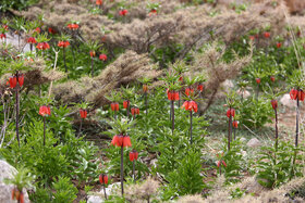 دشت لالههای واژگون دهاقان