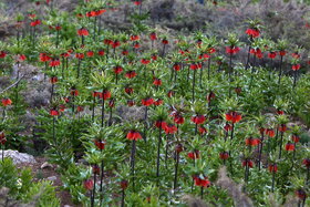 دشت لالههای واژگون دهاقان