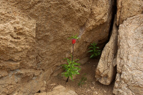 دشت لالههای واژگون دهاقان