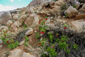 دشت لالههای واژگون دهاقان