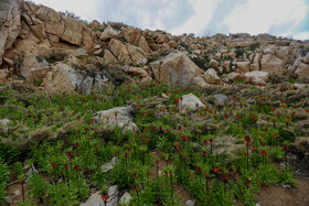 دشت لالههای واژگون دهاقان