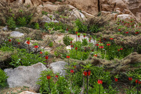 دشت لالههای واژگون دهاقان