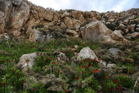 دشت لالههای واژگون دهاقان