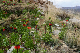 دشت لالههای واژگون دهاقان