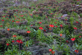 دشت لالههای واژگون دهاقان