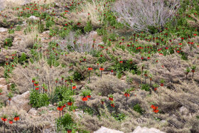 دشت لالههای واژگون دهاقان