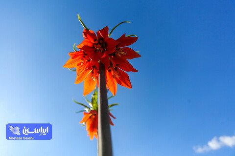 دشت لاله‌های واژگون دهاقان