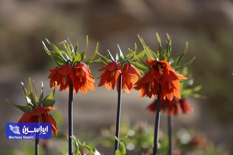 دشت لاله‌های واژگون دهاقان