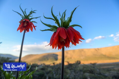 دشت لاله‌های واژگون دهاقان