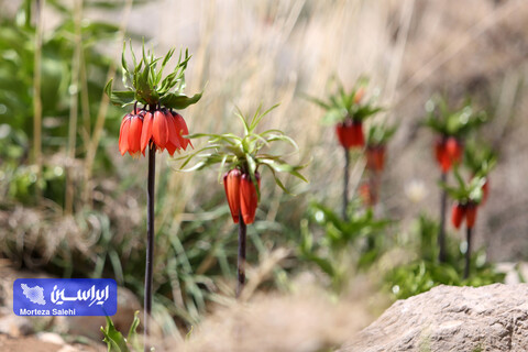 دشت لاله‌های واژگون دهاقان