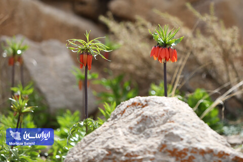 دشت لاله‌های واژگون دهاقان