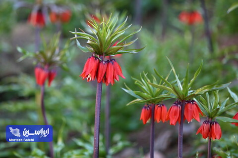 دشت لاله‌های واژگون دهاقان