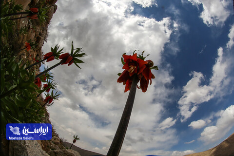 دشت لاله‌های واژگون دهاقان