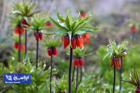 دشت لاله‌های واژگون دهاقان