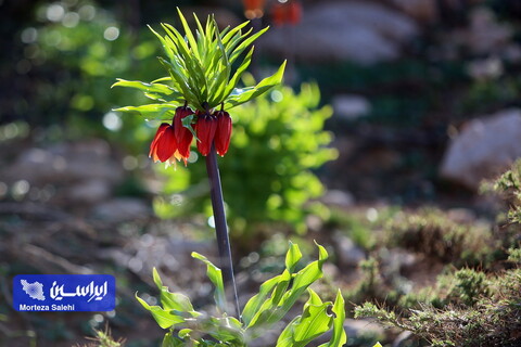 دشت لاله‌های واژگون دهاقان