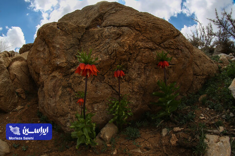 دشت لاله‌های واژگون دهاقان