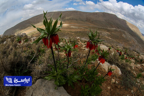 دشت لاله‌های واژگون دهاقان
