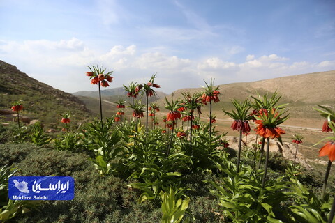 دشت لاله‌های واژگون دهاقان