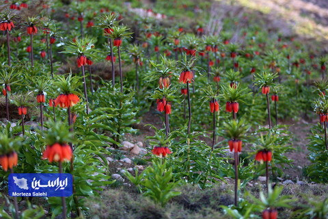 دشت لاله‌های واژگون دهاقان